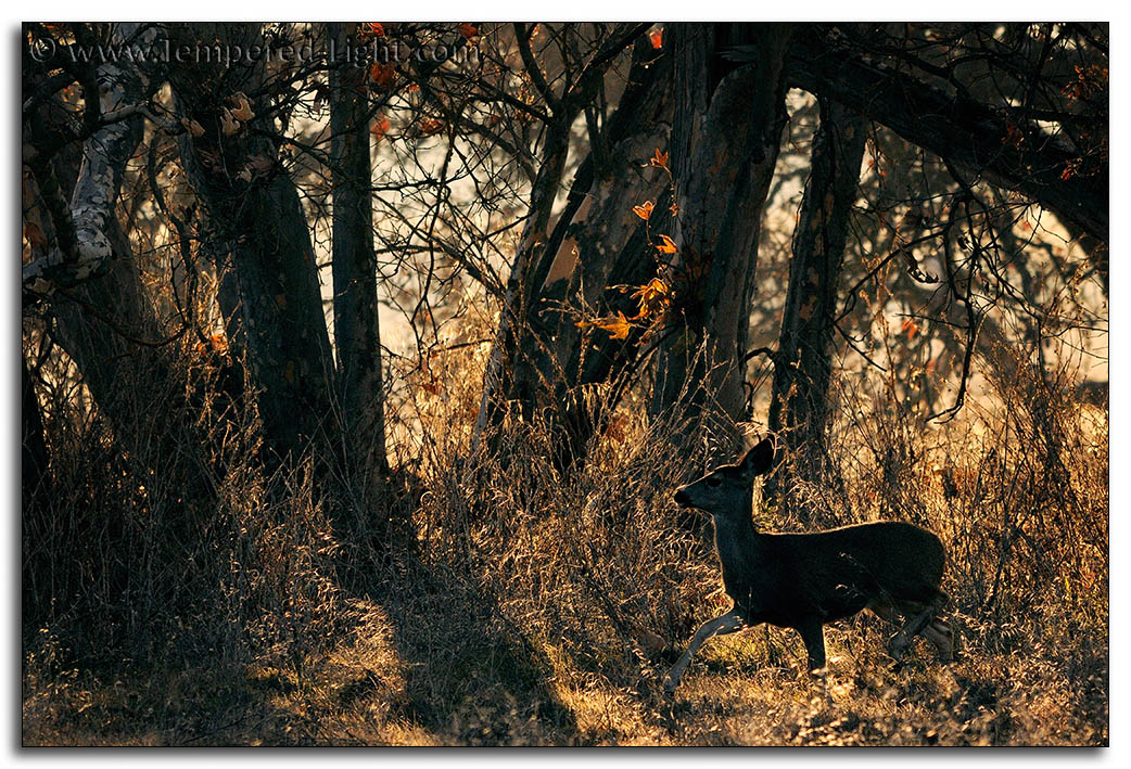 Mule Deer at Sycamore Grove